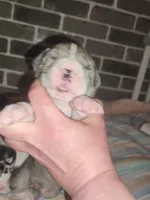 EURO MERLE MANTLE MALE, a male Great Dane for sale in Gig Harbor, WA – Photo 2 of 6