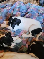 AKC EURO Top Quality , a female Great Dane for sale in Gig Harbor, WA – 1 of 2