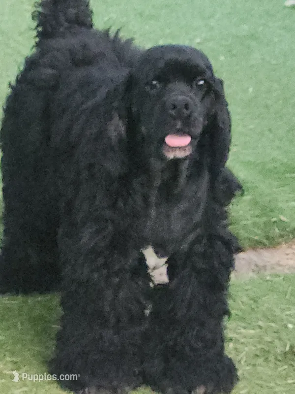 AKC CH Sired Top Quality – Cocker Spaniel puppy for sale in Gig Harbor, WA