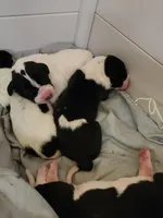 Top Quality, European piebald Female, a female Great Dane for sale in Gig Harbor, WA – 8 of 9
