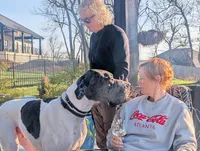Frank, a male Great Dane for sale in Gig Harbor, WA – 2 of 5