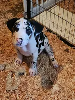 Harlequin female #2, a female Great Dane for sale in Gig Harbor, WA – 7 of 10