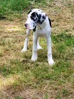 AKC TOP QUALITY EUROPEAN, a female Great Dane for sale in Gig Harbor, WA – 3 of 7