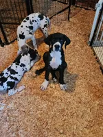 Mantle Female , a female Great Dane for sale in Gig Harbor, WA – 9 of 9