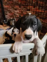 Top Quality, European mantle Female #2, a female Great Dane for sale in Gig Harbor, WA – 2 of 6
