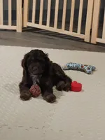 Topaz, a male Cockapoo and Poodle - Miniature  for sale in Gig Harbor, WA – 1 of 6