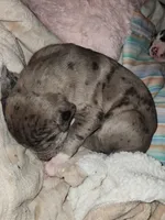 CH EUROPEAN MERLE FEMALE, a female Great Dane for sale in Gig Harbor, WA – Photo 8 of 10