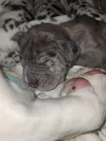 CH EUROPEAN MERLE FEMALE, a female Great Dane for sale in Gig Harbor, WA – Photo 9 of 10