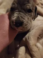 CH EUROPEAN MERLE FEMALE, a female Great Dane for sale in Gig Harbor, WA – Photo 7 of 10