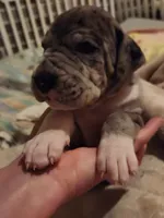 CH EUROPEAN MERLE FEMALE, a female Great Dane for sale in Gig Harbor, WA – Photo 4 of 10