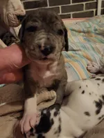 CH EUROPEAN MERLE FEMALE, a female Great Dane for sale in Gig Harbor, WA – Photo 5 of 10