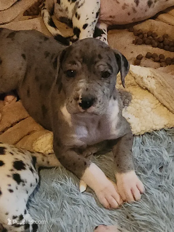 CH EUROPEAN MERLE FEMALE