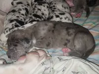 CH EUROPEAN MERLE FEMALE, a female Great Dane for sale in Gig Harbor, WA – Photo 10 of 10