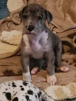 CH EUROPEAN MERLE FEMALE, a female Great Dane for sale in Gig Harbor, WA – Photo 2 of 10