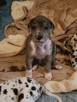 CH EUROPEAN MERLE FEMALE, a female Great Dane for sale in Gig Harbor, WA – Photo 3 of 10