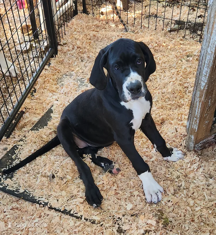 European Top Quality Mantle Female  – Great Dane puppy for sale in Gig Harbor, WA