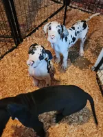 Harlequin female #1, a female Great Dane for sale in Gig Harbor, WA – 7 of 9