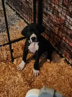 Mantle Female , a female Great Dane for sale in Gig Harbor, WA – 7 of 9