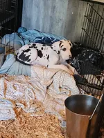 Harlequin male, a male Great Dane for sale in Gig Harbor, WA – 2 of 9