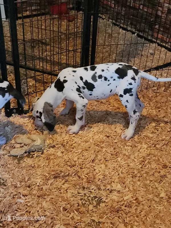 Top Quality, European Harlequin Female #1 – Great Dane puppy for sale in Gig Harbor, WA