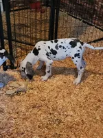 Harlequin female #1, a female Great Dane for sale in Gig Harbor, WA – 6 of 9