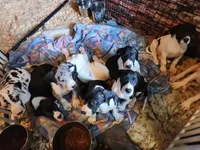 Top Quality, European mantle Female #2, a female Great Dane for sale in Gig Harbor, WA – 6 of 6