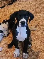 Mantle Female , a female Great Dane for sale in Gig Harbor, WA – 5 of 9
