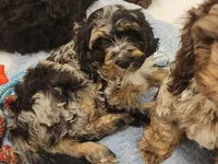 Pearl, a female Cockapoo and Poodle - Miniature  for sale in Gig Harbor, WA – 1 of 7