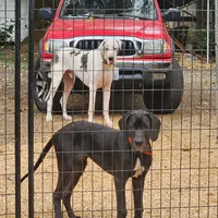 AKC TOP QUALITY EUROPEAN, a female Great Dane for sale in Gig Harbor, WA – Photo 8 of 10