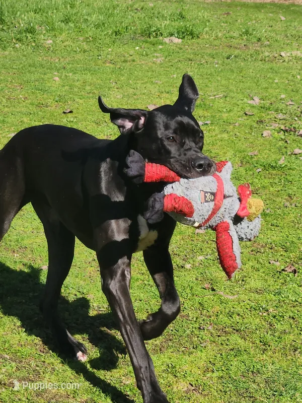 AKC TOP QUALITY EUROPEAN – Great Dane puppy for sale in Gig Harbor, WA
