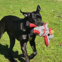 AKC TOP QUALITY EUROPEAN, a female Great Dane for sale in Gig Harbor, WA – Photo 1 of 10