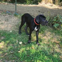 AKC TOP QUALITY EUROPEAN, a female Great Dane for sale in Gig Harbor, WA – Photo 9 of 10