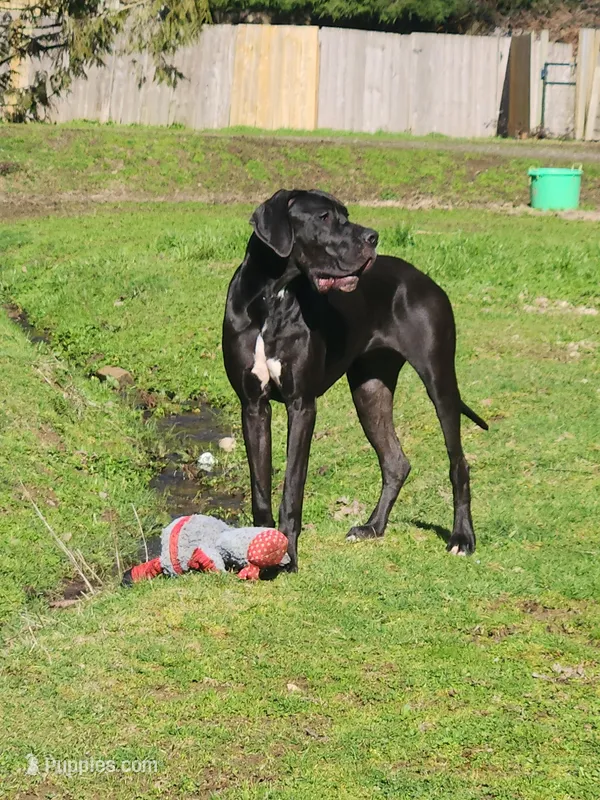 AKC TOP QUALITY EUROPEAN