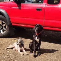 AKC TOP QUALITY EUROPEAN, a female Great Dane for sale in Gig Harbor, WA – Photo 6 of 10