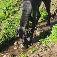 AKC TOP QUALITY EUROPEAN, a female Great Dane for sale in Gig Harbor, WA – Photo 5 of 10