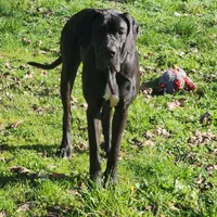 AKC TOP QUALITY EUROPEAN, a female Great Dane for sale in Gig Harbor, WA – Photo 4 of 10