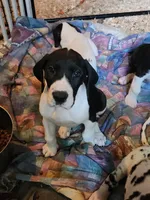 Top Quality, European mantle Female #2, a female Great Dane for sale in Gig Harbor, WA – 5 of 6