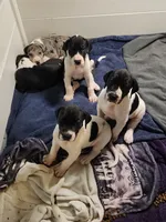 AKC TOP QUALITY EURO piebald female , a female Great Dane for sale in Gig Harbor, WA – 6 of 6
