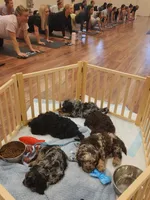 Indigo , a male Cockapoo and Poodle - Miniature  for sale in Gig Harbor, WA – 8 of 8