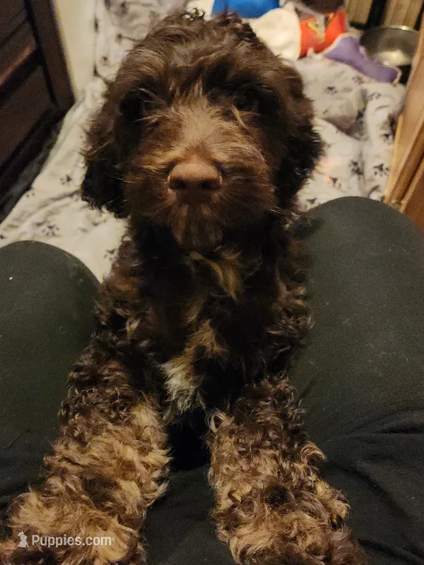 Topaz – Cockapoo, Poodle - Miniature  puppy for sale in Gig Harbor, WA