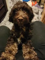 Father's Day Special $100 OFF!!, a male Cockapoo and Poodle - Miniature  for sale in Gig Harbor, WA – 1 of 10