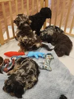 Topaz, a male Cockapoo and Poodle - Miniature  for sale in Gig Harbor, WA – 4 of 6