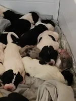 Top Quality, European piebald Female, a female Great Dane for sale in Gig Harbor, WA – 6 of 9