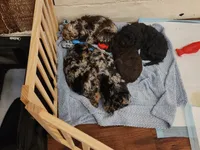 Crystal , a female Cockapoo and Poodle - Miniature  for sale in Gig Harbor, WA – 8 of 8