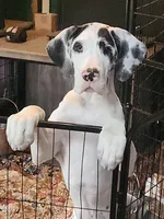 AKC TOP QUALITY EUROPEAN, a female Great Dane for sale in Gig Harbor, WA – 1 of 7
