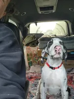 Top Quality, European Harlequin Female, a female Great Dane for sale in Gig Harbor, WA – 6 of 10
