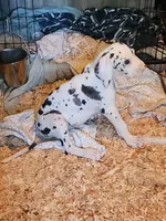 Harlequin female #1, a female Great Dane for sale in Gig Harbor, WA – 4 of 9