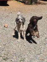 Brisket , a male Cockapoo and Poodle - Miniature  for sale in Gig Harbor, WA – 9 of 10