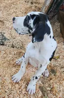 Top Quality, European Harlequin Female, a female Great Dane for sale in Gig Harbor, WA – 9 of 10