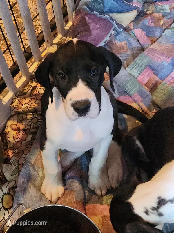 Top Quality, European mantle Female #2 – Great Dane puppy for sale in Gig Harbor, WA